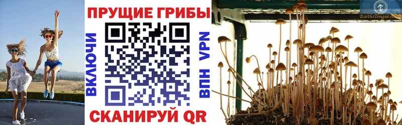 МЕГА сайт  Шиханы  Псилоцибиновые грибы Psilocybine cubensis 